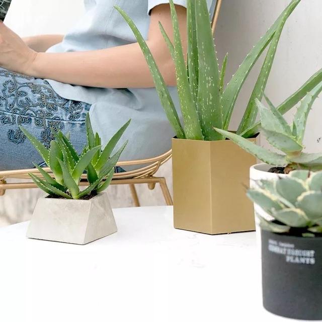 芦荟怎么养才能开花很美,家庭养芦荟最好的方法