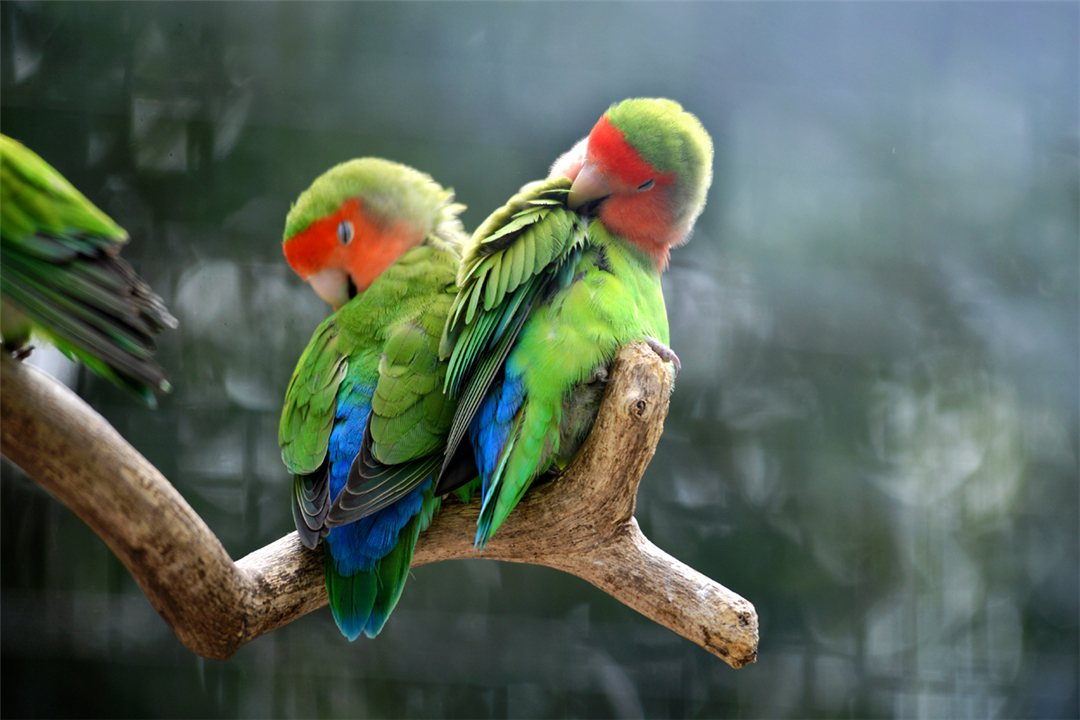 非洲鹦鹉住进仙人掌？从宠物变野生种群，占领一座城市