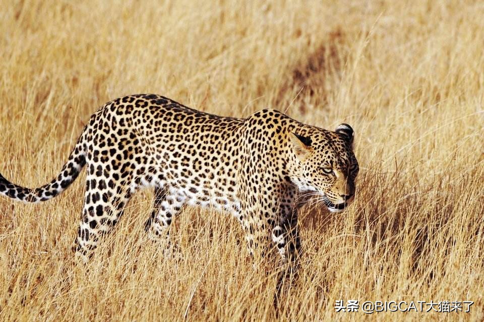 黑豹是哪个国家猫科动物,黑豹动物是哪个品种的豹子