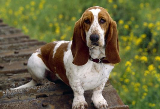 什么是狗狗脊柱病,什么是狗狗软骨病