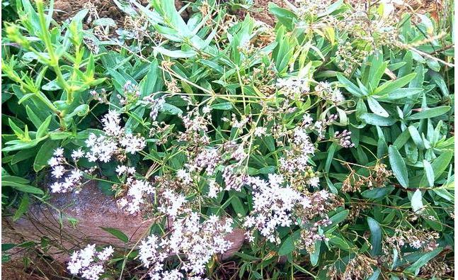 乳山采摘野菜山蚂蚱,泌阳有山蚂蚱这种野菜吗