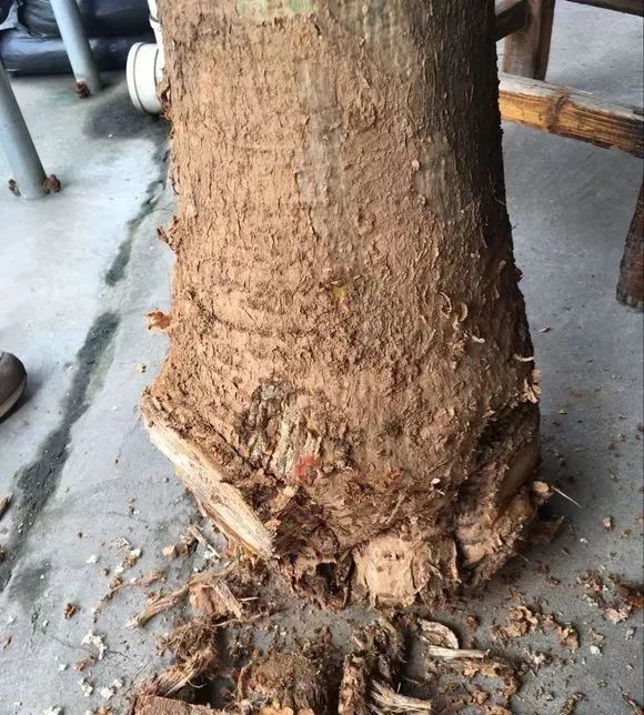 发财树和绿萝哪个好养活,发财树春天掉叶子挽救方法