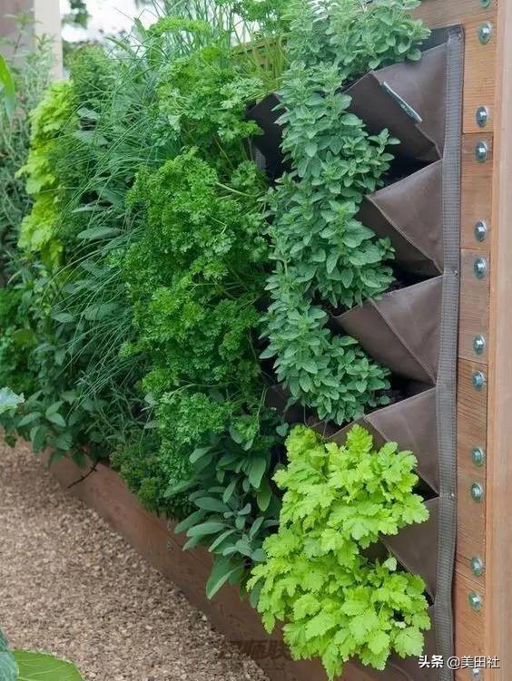 怎么样能纸上种菜,在家种菜可以做什么