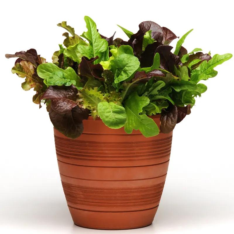 夏季适合做沙拉的蔬菜有哪些,种蔬菜教程阳台