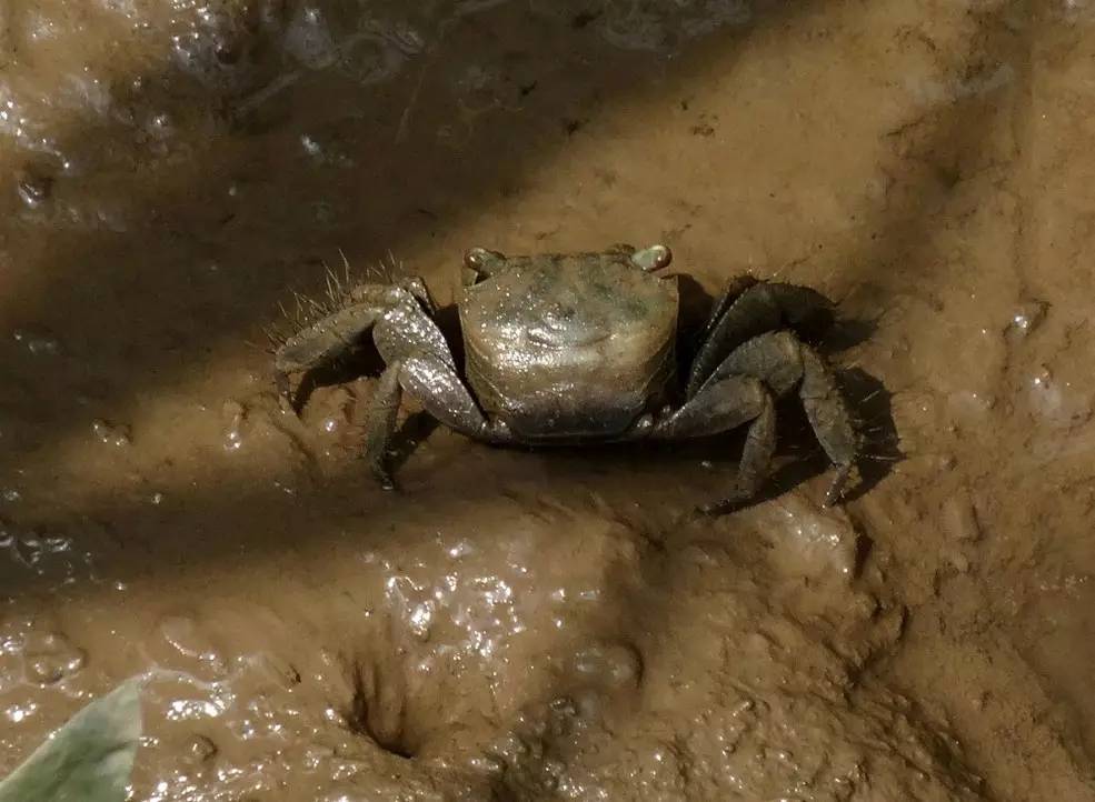 养花土一般用什么土比较好,家庭专用养花土