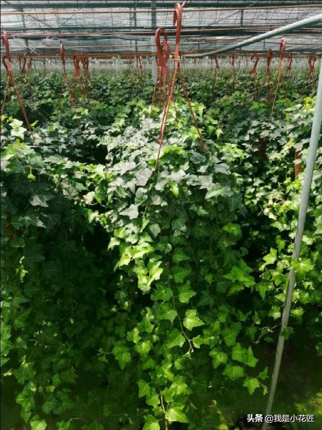 适合阳台种植的爬藤植物都有哪些,家庭阳台种什么爬藤植物比较好