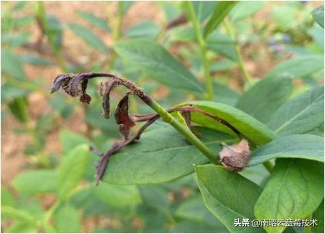 蓝莓叶片边缘焦枯是什么病害,蓝莓在高温下有哪些病害