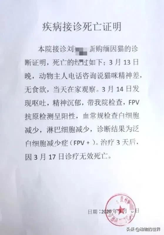 养了四年缅因猫被淹死,缅因猫23万后续