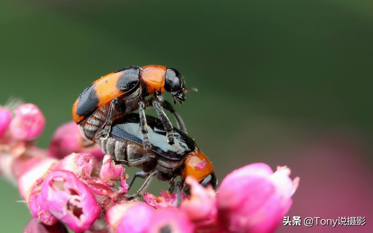 令人惊叹的10个微距摄影技巧,新手摄影师入门教程