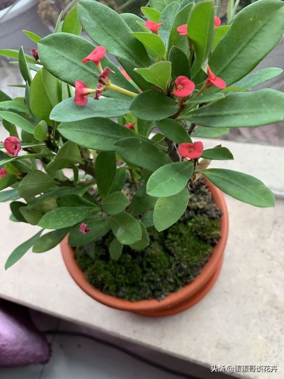 虎刺梅一直不长怎么办,虎刺梅开花后该怎么处理