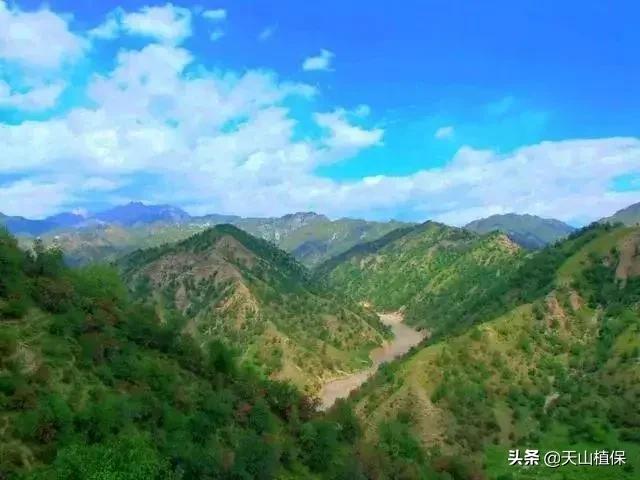 伊犁可克达拉草原,伊犁草原之旅