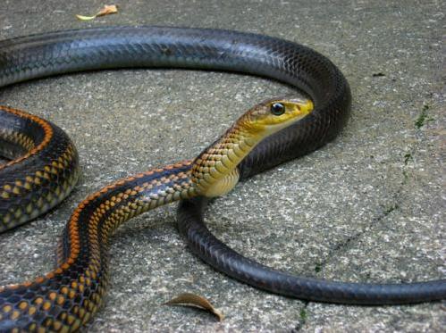 蛇最怕的雄黄是什么样子视频,蛇为什么怕雄黄视频