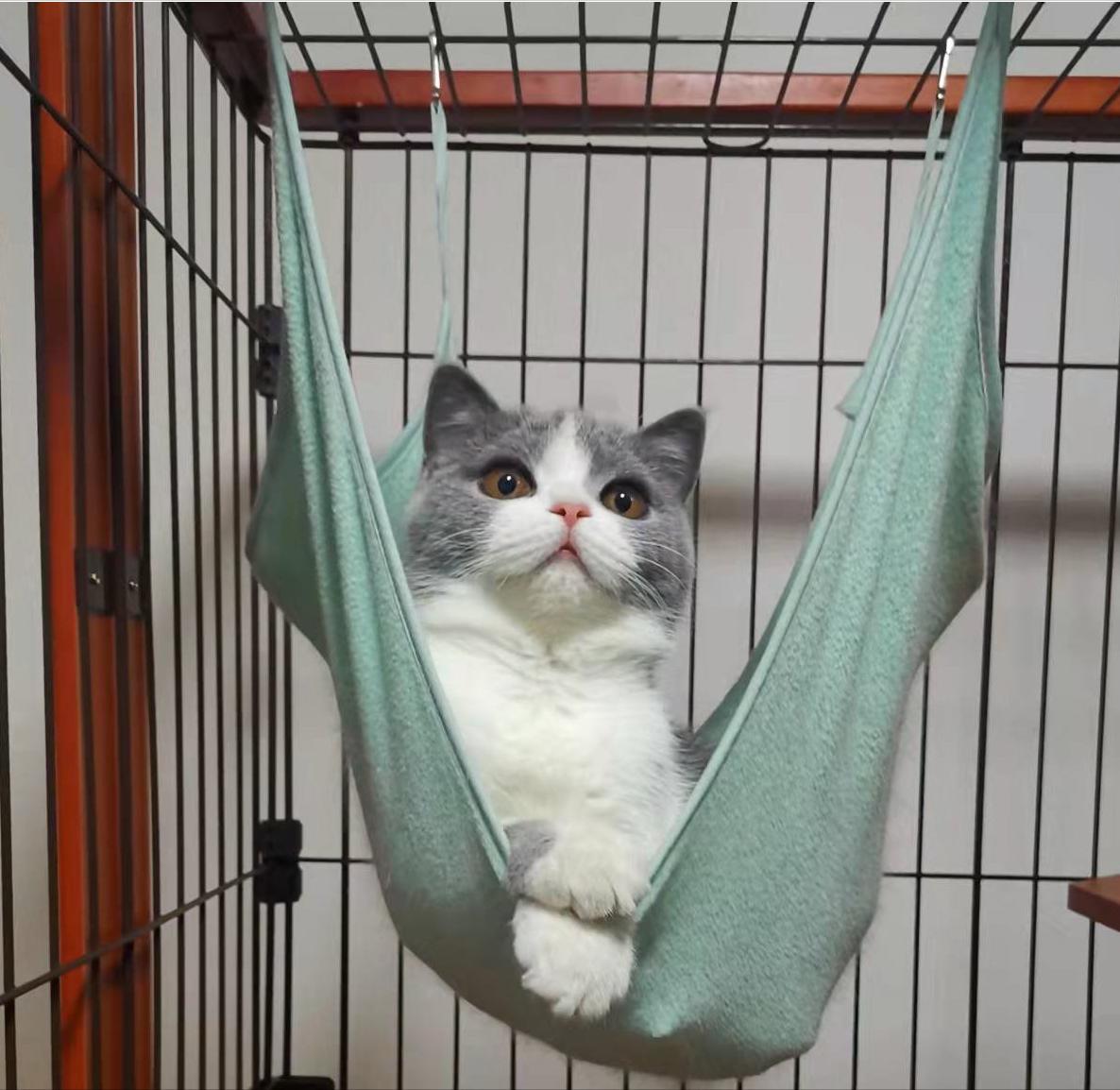 猫猫疾病预判,猫猫什么情况下容易得病