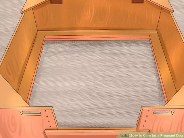 狗狗坐月子该注意什么,狗狗例假期间注意哪些