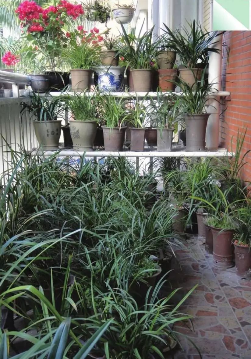 养兰新手用啥盆,最简单的养兰植料