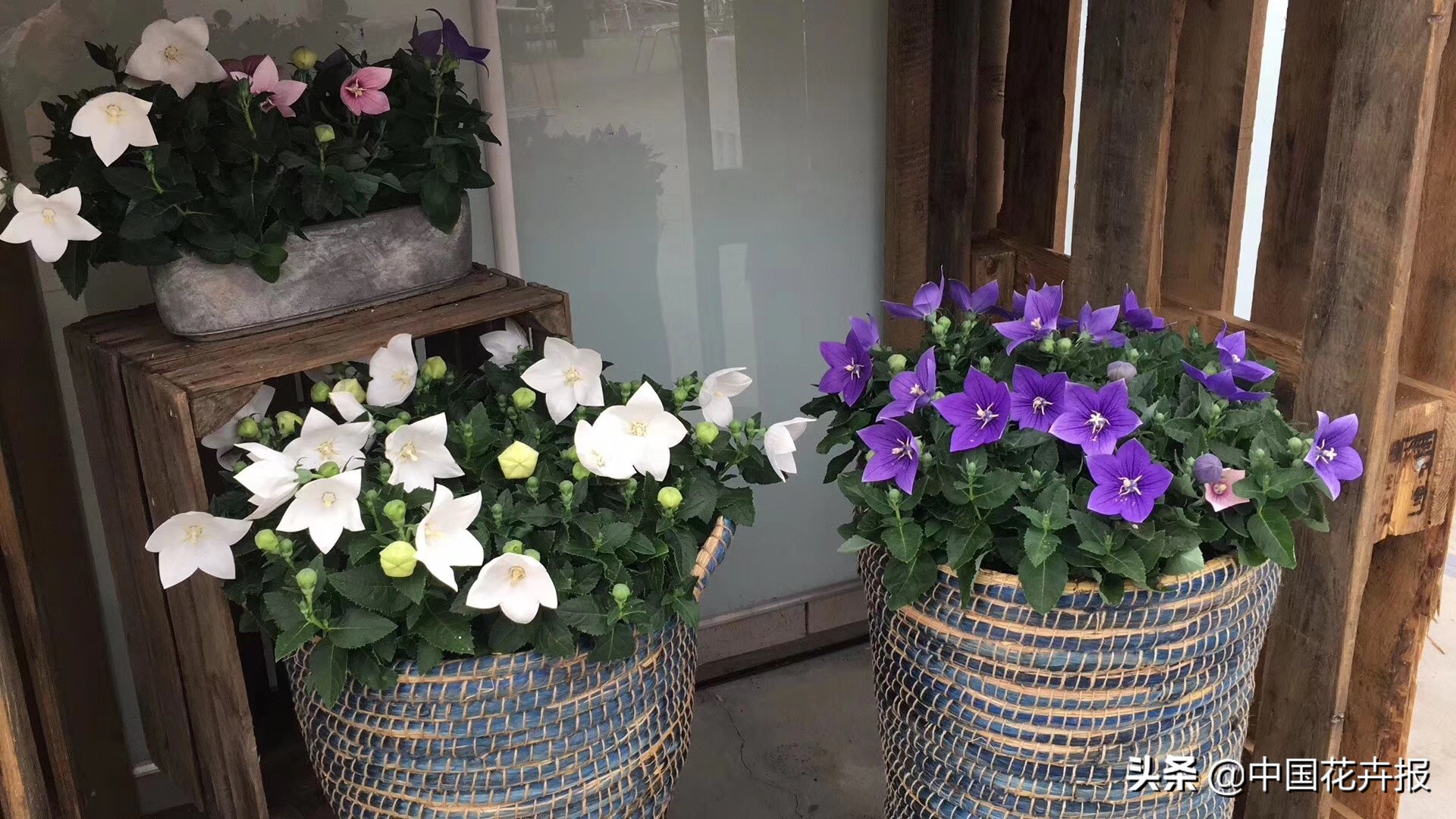 又到了吃桔梗、赏桔梗的好时节，你准备好了吗？