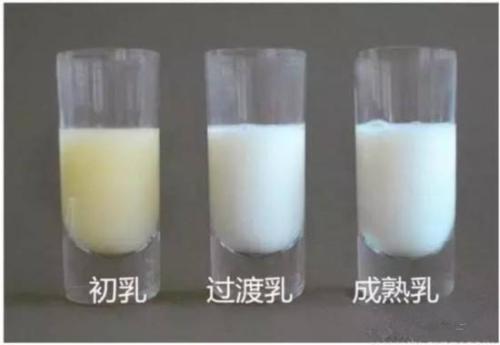 前奶稀后奶营养价值,前奶浓稠还是后奶浓稠