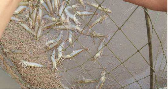 大量食用亚硝酸盐还能救得回来吗,如何避免或减少亚硝酸盐