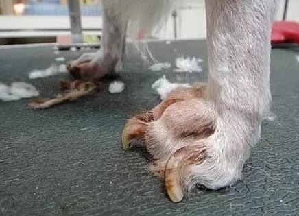 怎么判断狗狗断尾断成功了,如何判断狗狗断腿