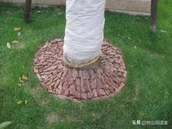 小区绿化日常养护工作内容,小区绿化养护多少钱一个平方