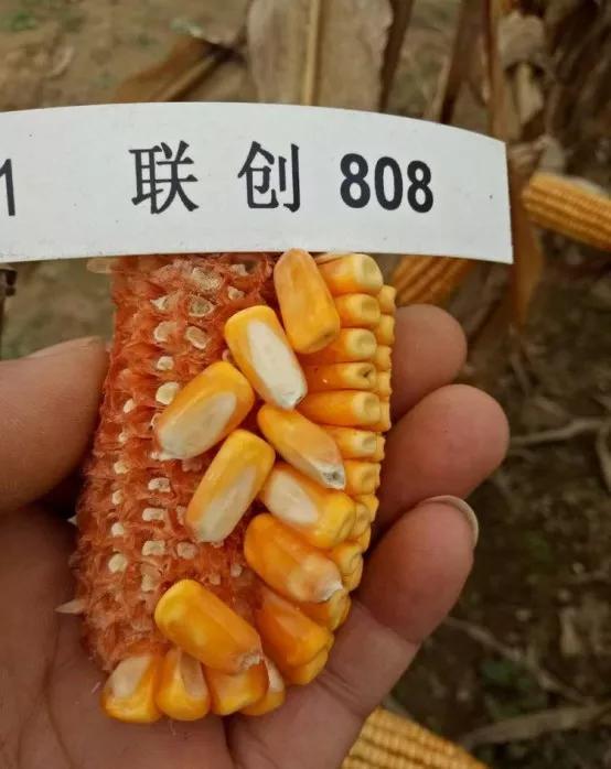 联创种业视频,联创种业小麦品种