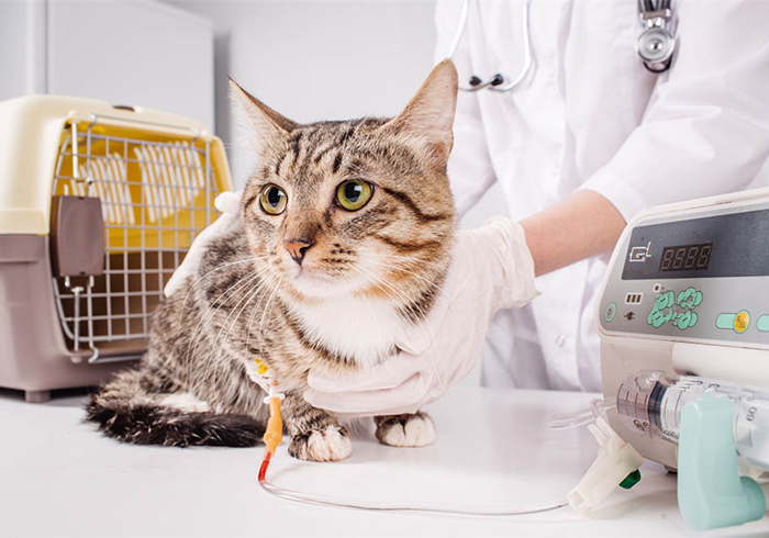 爱猫体检后发现白细胞增多就是有疾病？主因是猫压力过大