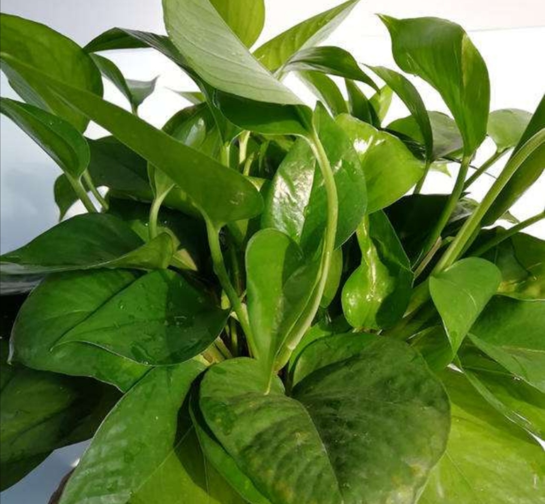 绿萝怎么养才能养得枝叶繁茂,绿萝怎么养得旺盛家庭小妙招