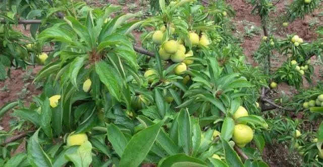 云南特产山货血三七,云南独有的44种野菜