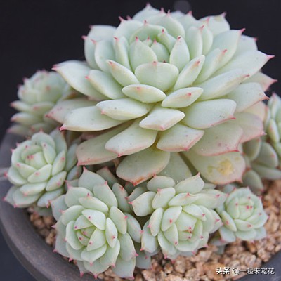 多肉夏天腐黑怎么处理,夏天怎样预防多肉腐黑