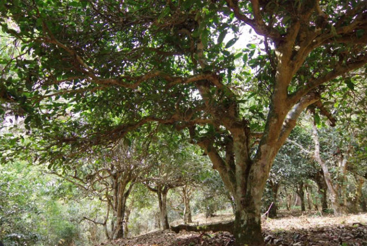 用一句话描述各山头普洱茶的特点,普洱茶六大名山头茶的特点介绍