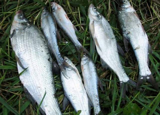 淡水鱼什么鱼吃起来口感最好,公认最好吃的7种淡水鱼