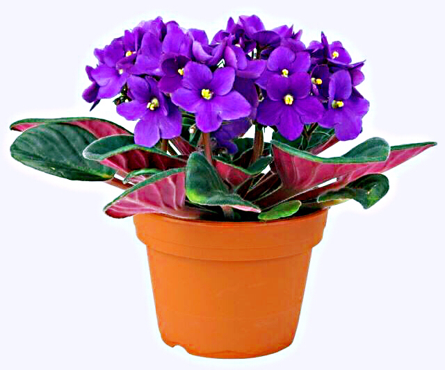 非洲紫罗兰盆栽,紫罗兰花卉盆栽图片