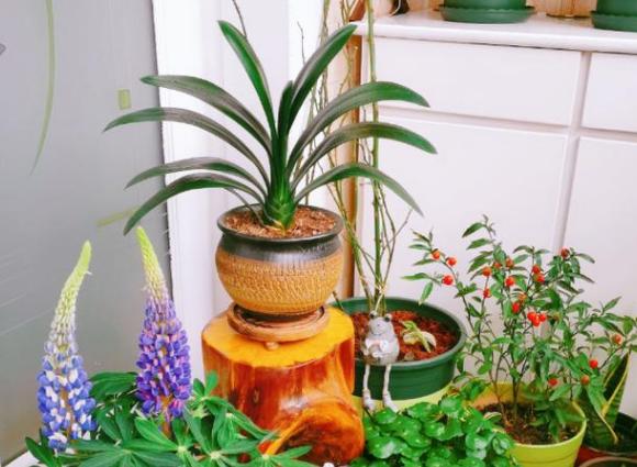 猪骨煮水能浇花吗,熬汤的大骨别扔