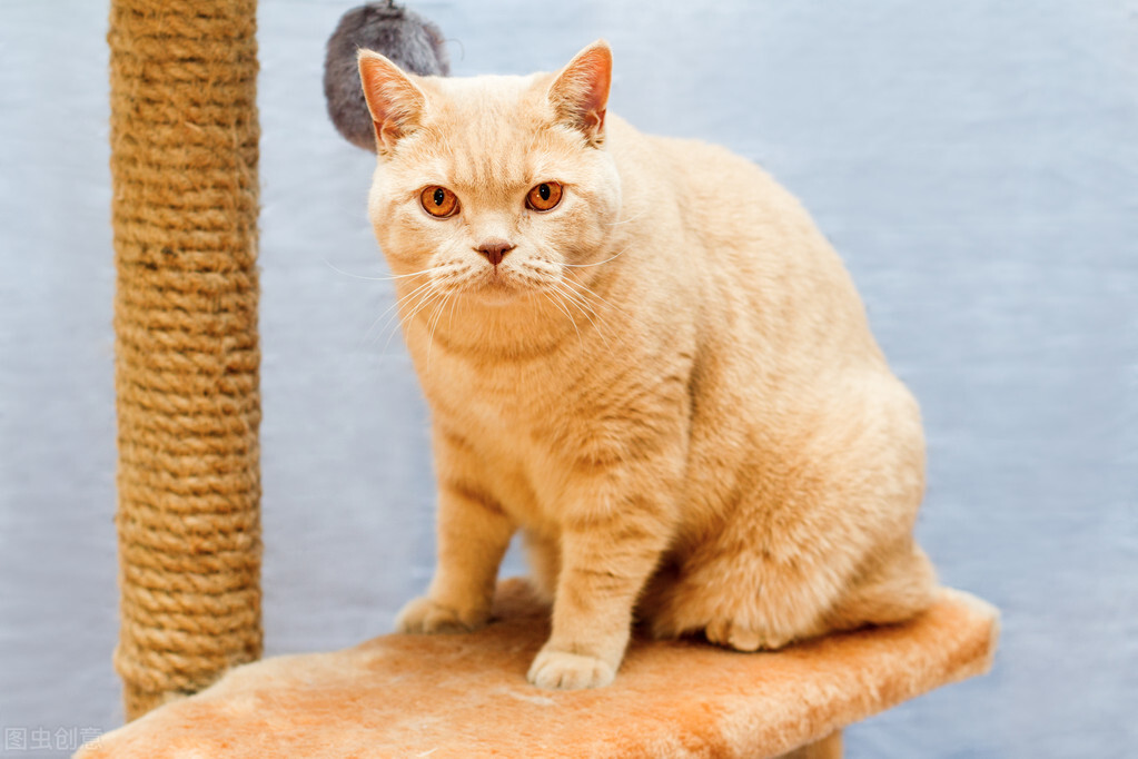 铲屎官帮猫咪减肥的方法,铲屎官说猫该减肥了