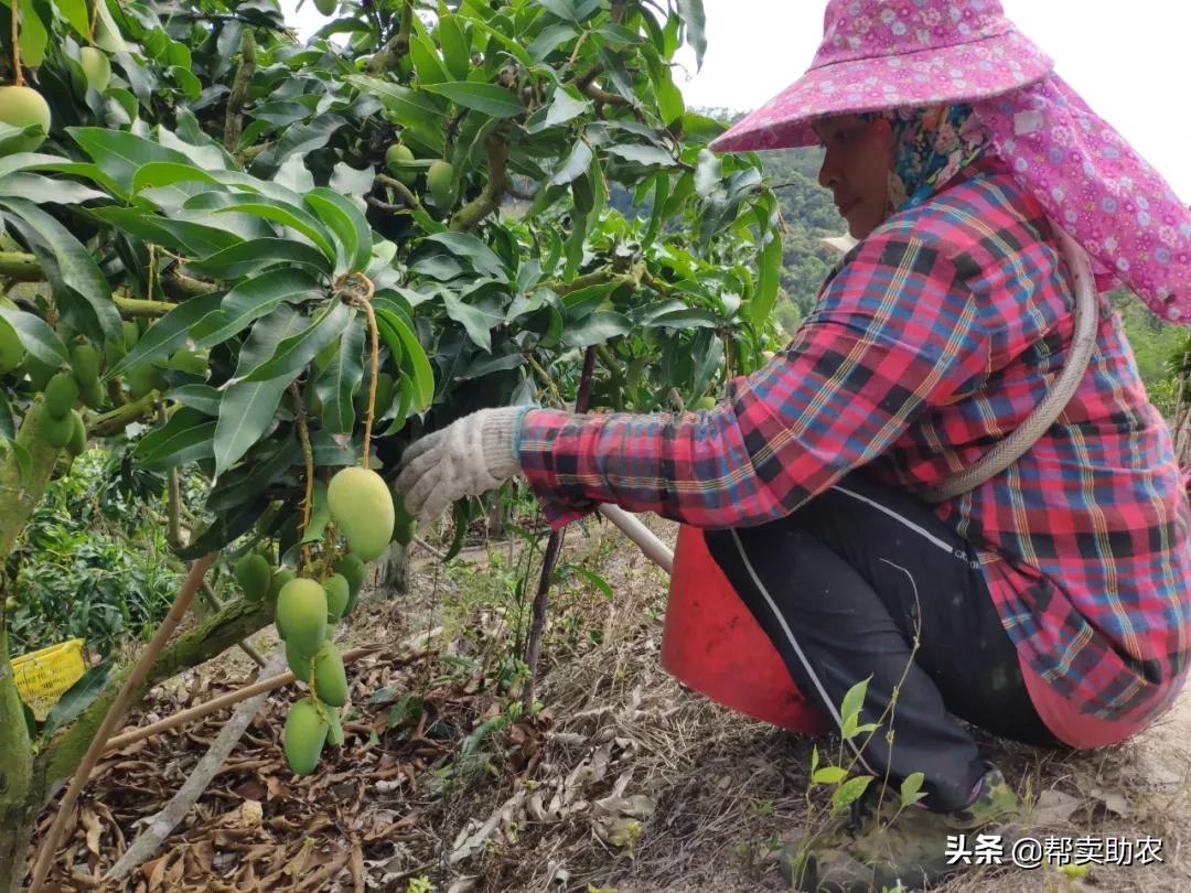 小台芒香甜滑嫩甜而不腻,台芒香甜多汁2.5斤