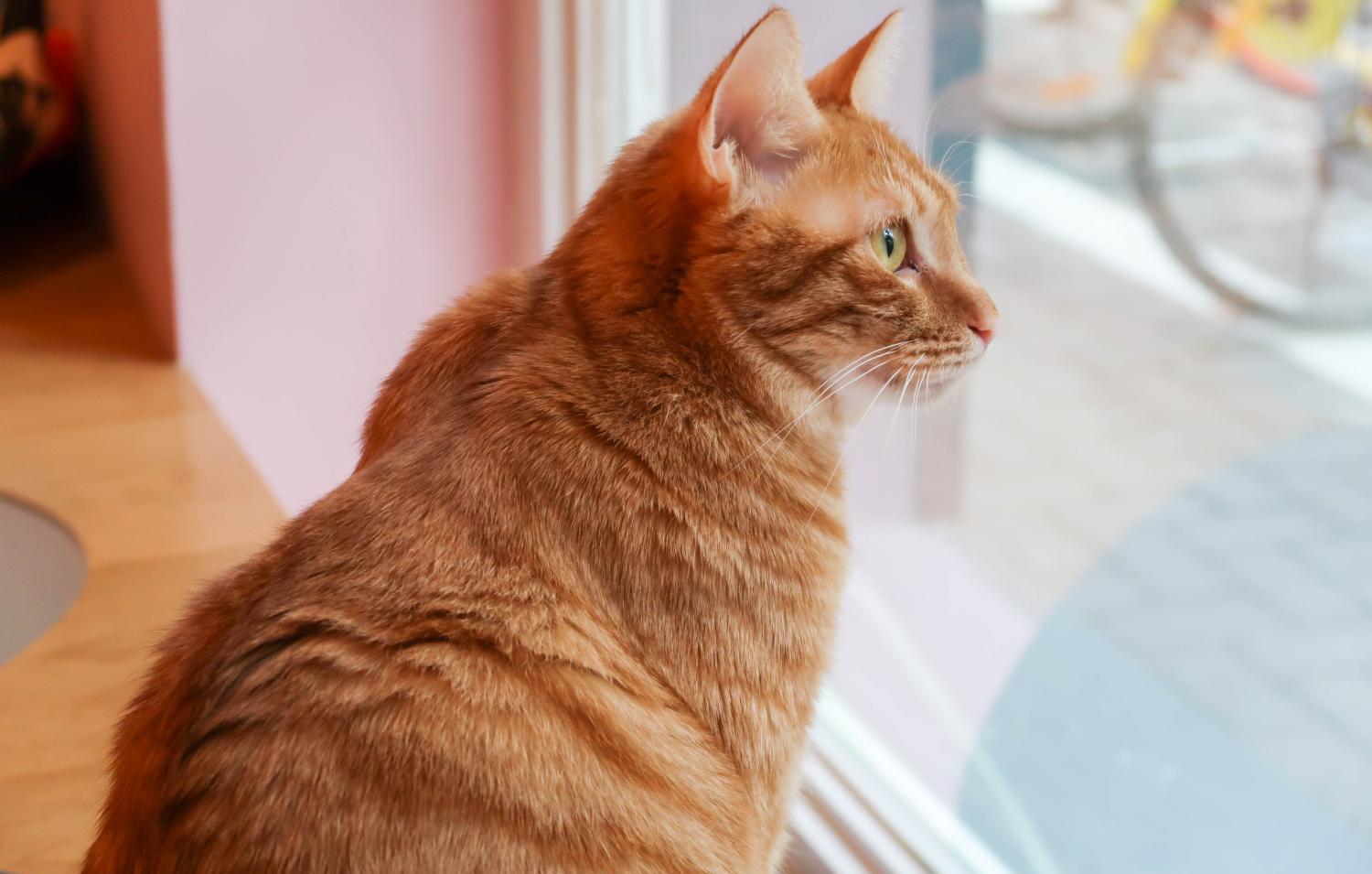 5个猫咪喂养技巧对猫咪有大益处,铲屎官教你科学养猫图片