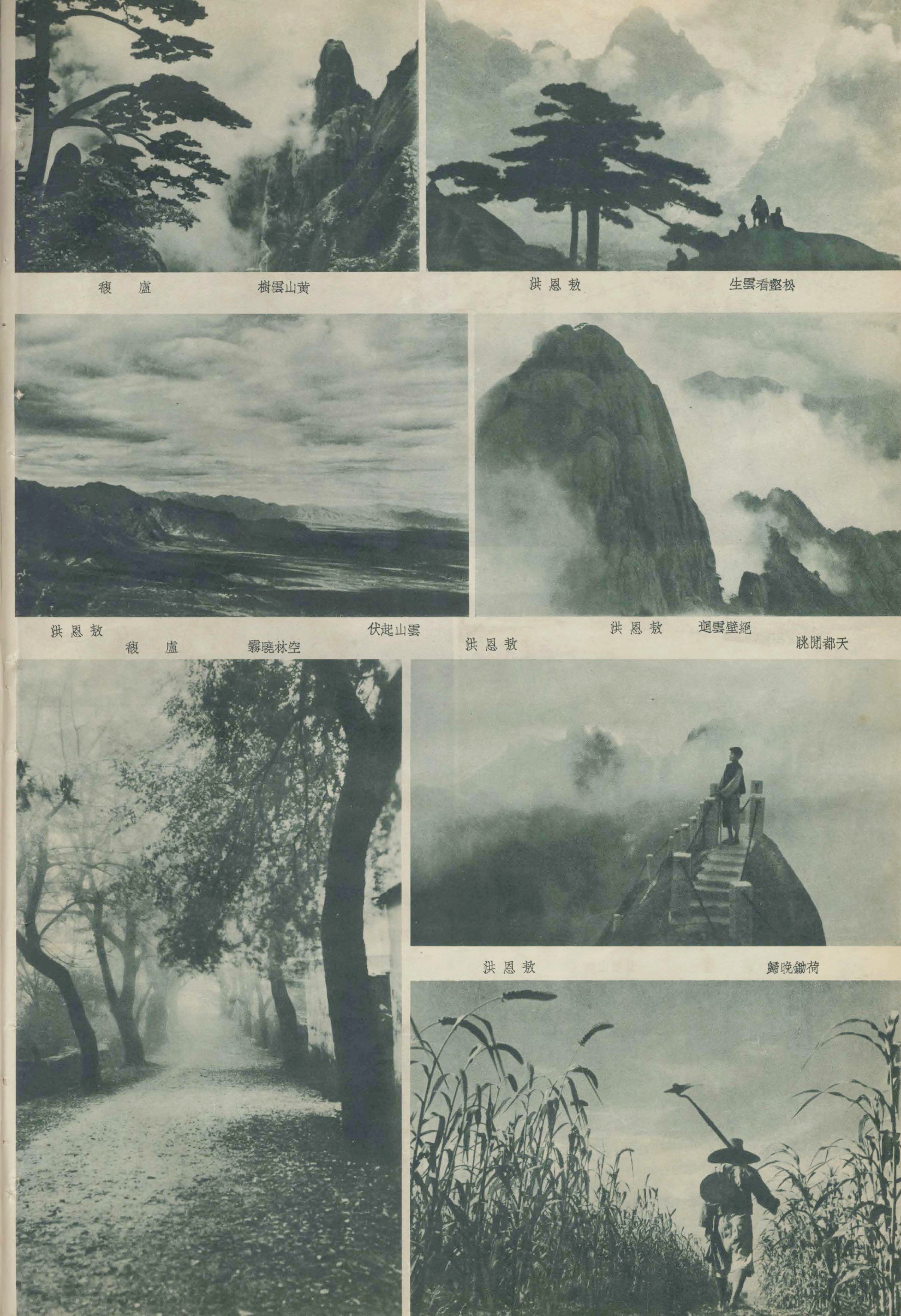 贵宾迎客松的真假辨别方法,黄山迎客松真假