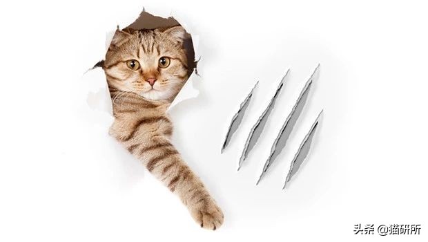 猫磨爪子什么意思,猫磨爪子