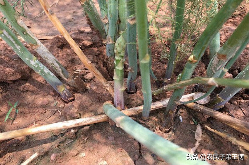 芦笋根枯病防治,芦笋根茎腐烂是什么病
