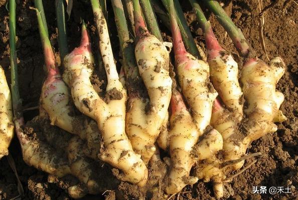 生姜生产主要栽培技术介绍如下,6米生姜大棚栽培技术视频教程