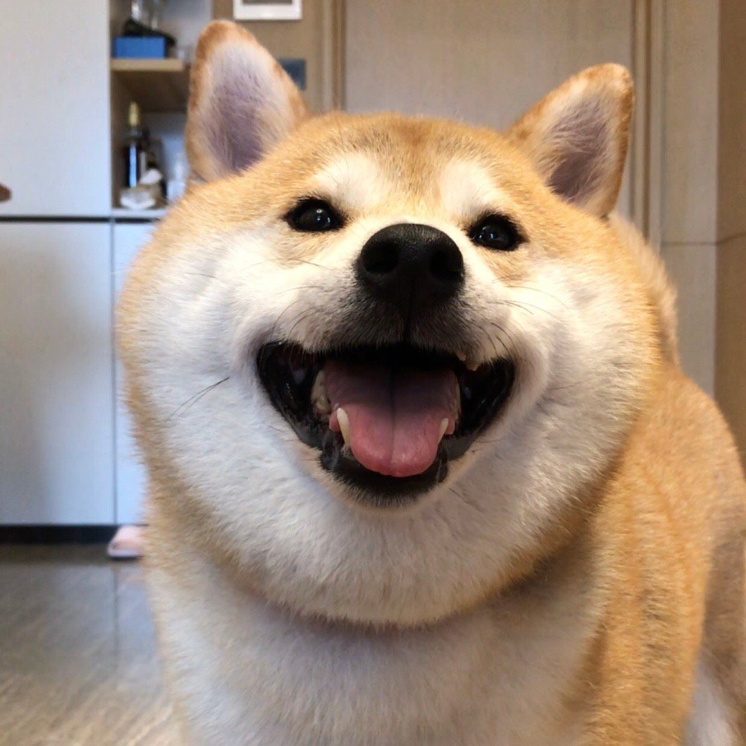 哪里找知名犬舍,如何选择靠谱犬舍