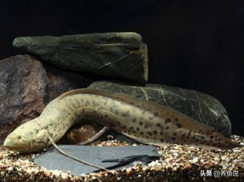 购买观赏鱼的误区你占了几条,观赏鱼怎么买最省钱的