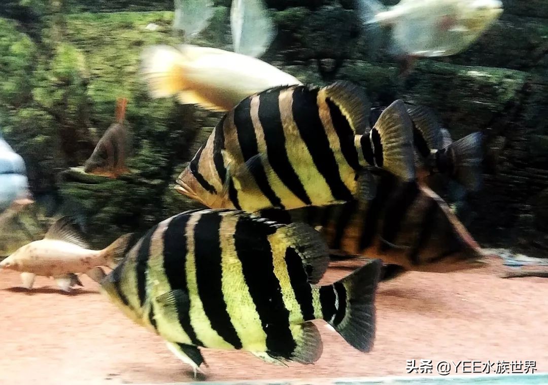 养鱼要不要一步到位,养鱼都需要哪几步