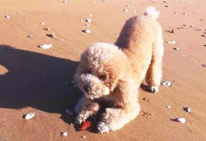 为什么泰迪尾巴老是向下弯,为什么泰迪屁股有个骨头