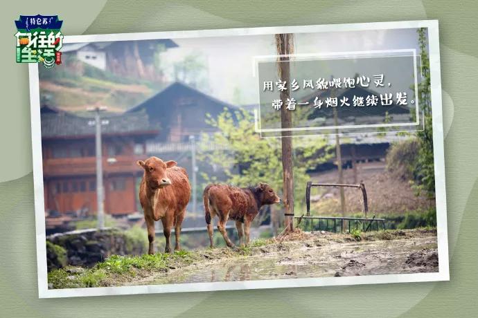 向往的生活1-6季文案,向往的生活一屋两人三餐四季文案