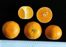 柑橘新优优缺点,设施柑橘新品种优缺点