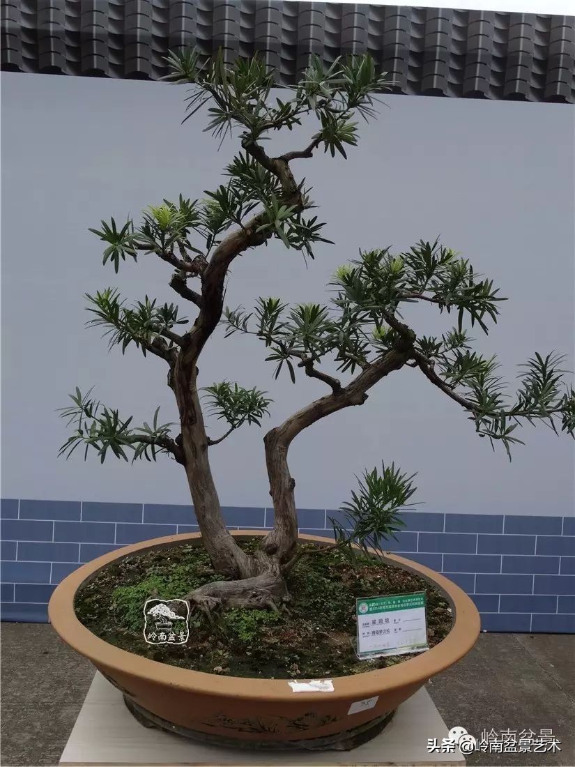 开运招财，非其莫属！清风雅韵，当之无愧！