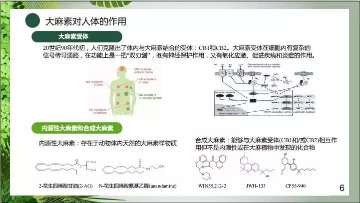 生物学博士亲授：*麻大**二酚的药用价值、制备技术和行业发展趋势