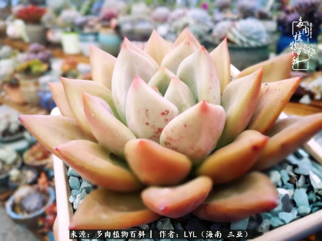 养多肉一年花了3万,养多肉一千多盆