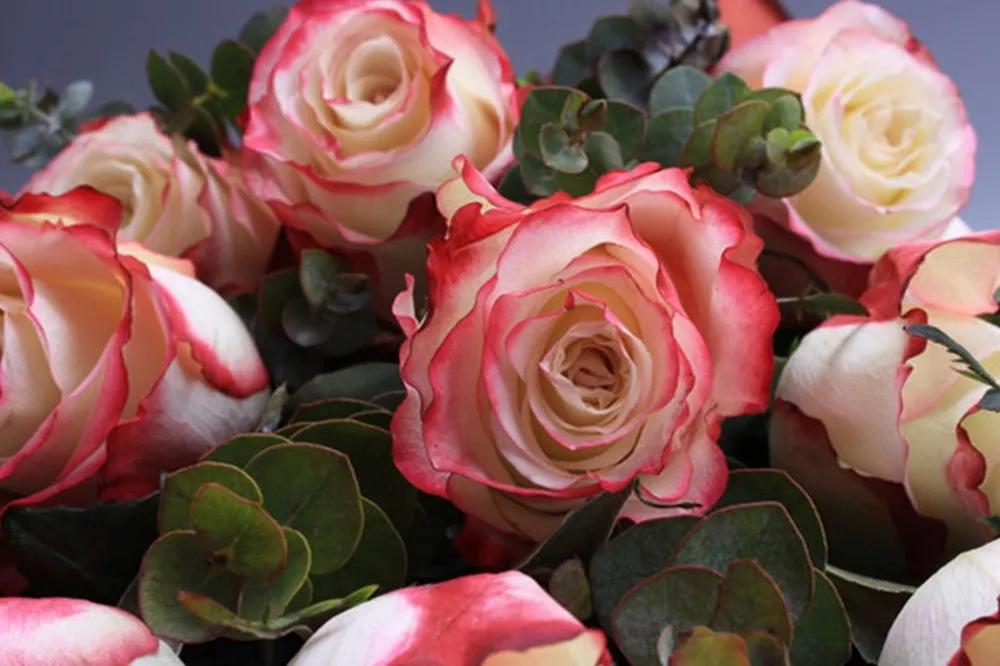 花店必备的5款玫瑰,鲜花图鉴一次性认识30种玫瑰花